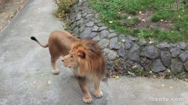 秋天动物园里，一头非洲狮在混凝土轨道上晃动鬃毛，然后离开了